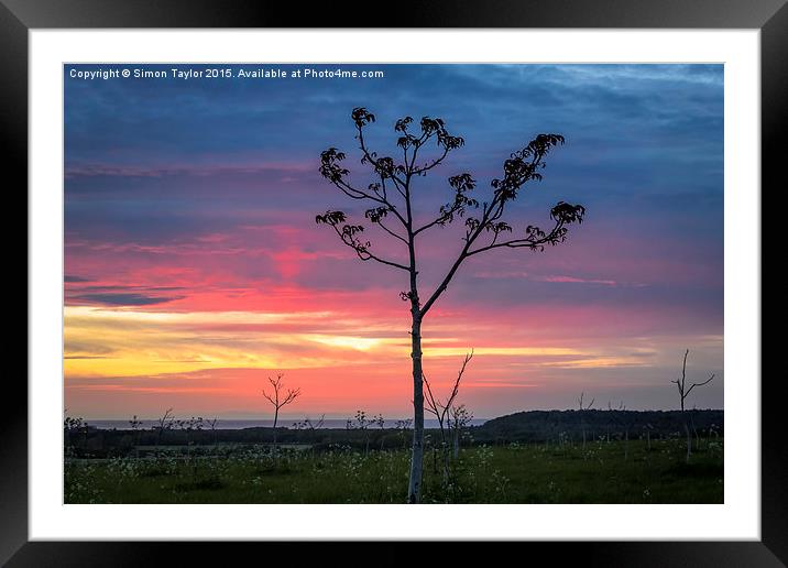 Fern Hill Silhouette Framed Mounted Print by Simon Taylor