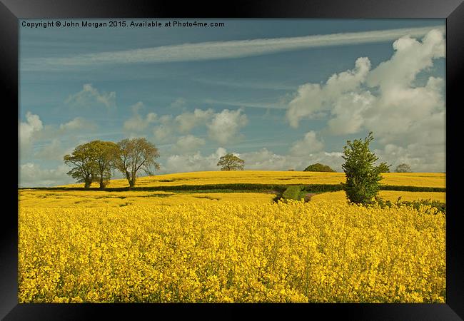  Rape Seed field. Framed Print by John Morgan