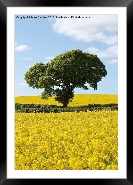 Green Tree in Bright Yellow Canola Rapeseed Fields Framed Mounted Print by Mark Purches