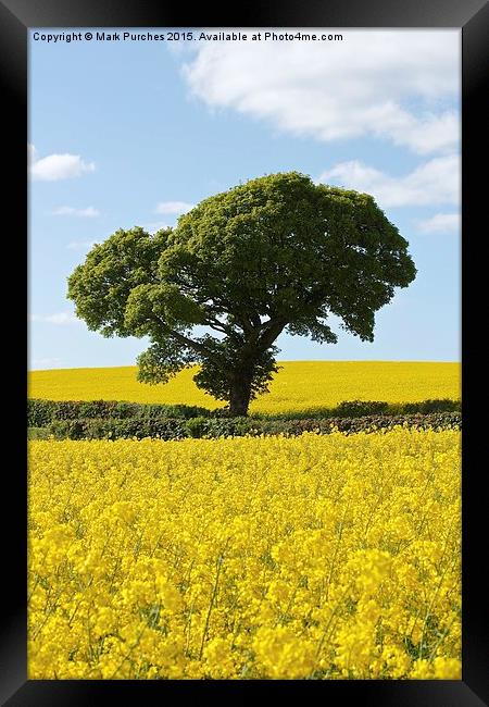 Green Tree in Bright Yellow Canola Rapeseed Fields Framed Print by Mark Purches
