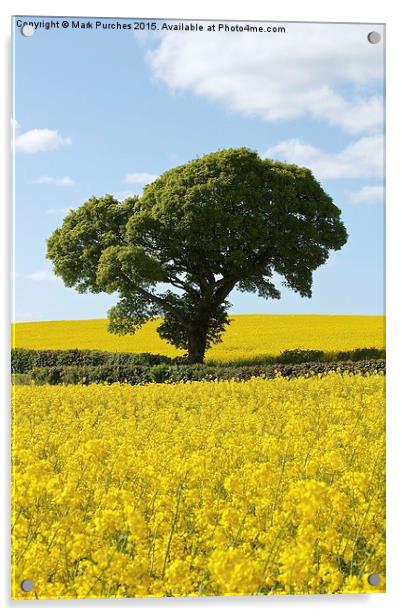 Green Tree in Bright Yellow Canola Rapeseed Fields Acrylic by Mark Purches