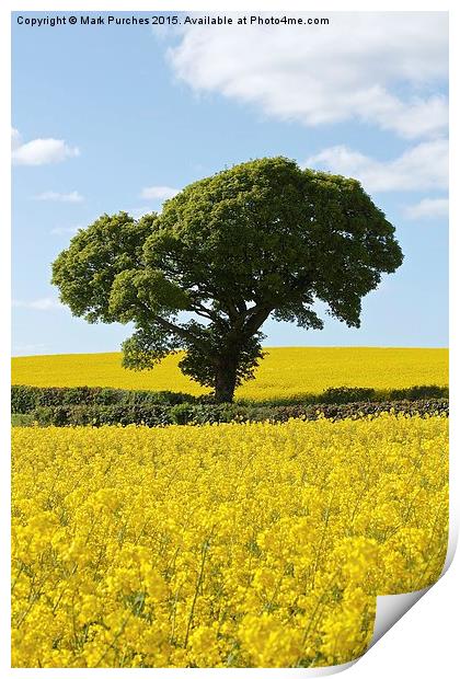 Green Tree in Bright Yellow Canola Rapeseed Fields Print by Mark Purches