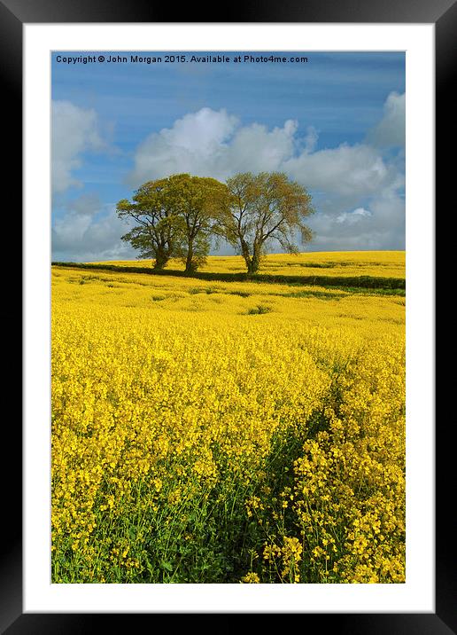  Blue and Yellow. Framed Mounted Print by John Morgan