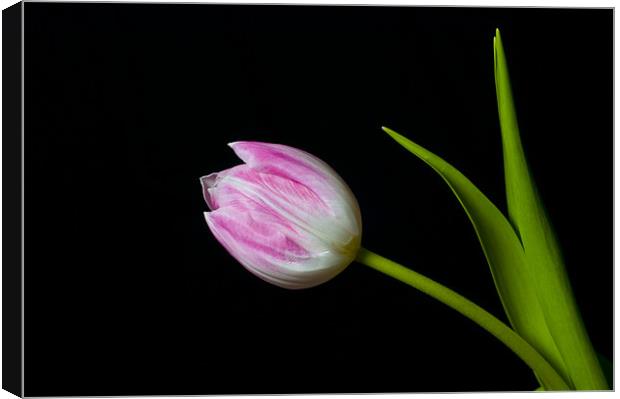tulip Canvas Print by Eddie Howland