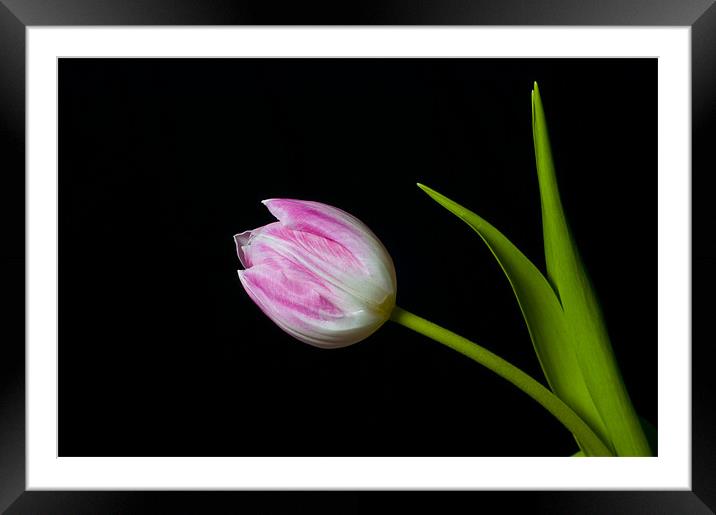 tulip Framed Mounted Print by Eddie Howland