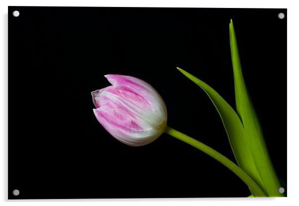 tulip Acrylic by Eddie Howland