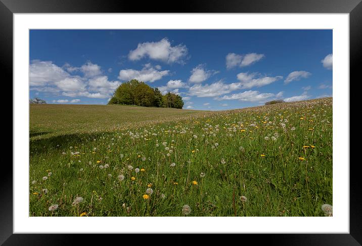  Summer meadow Framed Mounted Print by Leighton Collins
