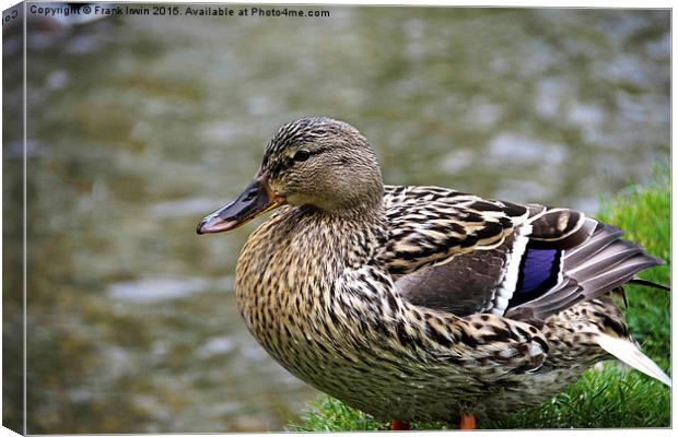  A Female Mallard (Duck) on the river bank Canvas Print by Frank Irwin