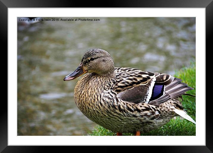  A Female Mallard (Duck) on the river bank Framed Mounted Print by Frank Irwin