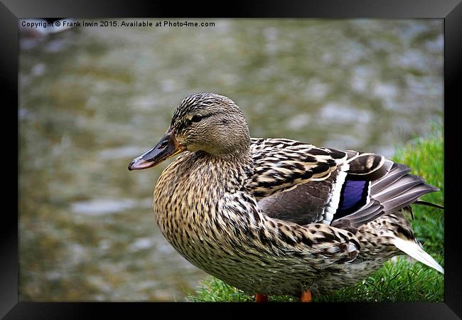 A Female Mallard (Duck) on the river bank Framed Print by Frank Irwin