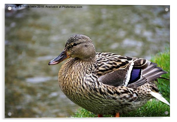  A Female Mallard (Duck) on the river bank Acrylic by Frank Irwin