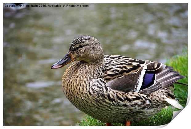  A Female Mallard (Duck) on the river bank Print by Frank Irwin
