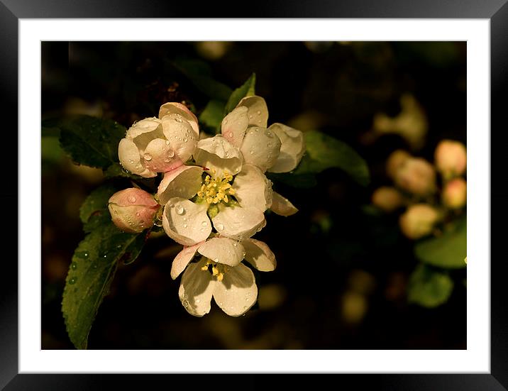  Apple Blossom Framed Mounted Print by Jacqi Elmslie