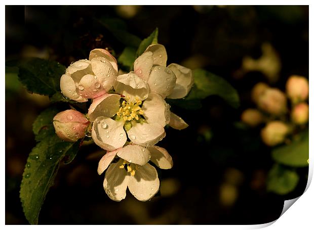  Apple Blossom Print by Jacqi Elmslie