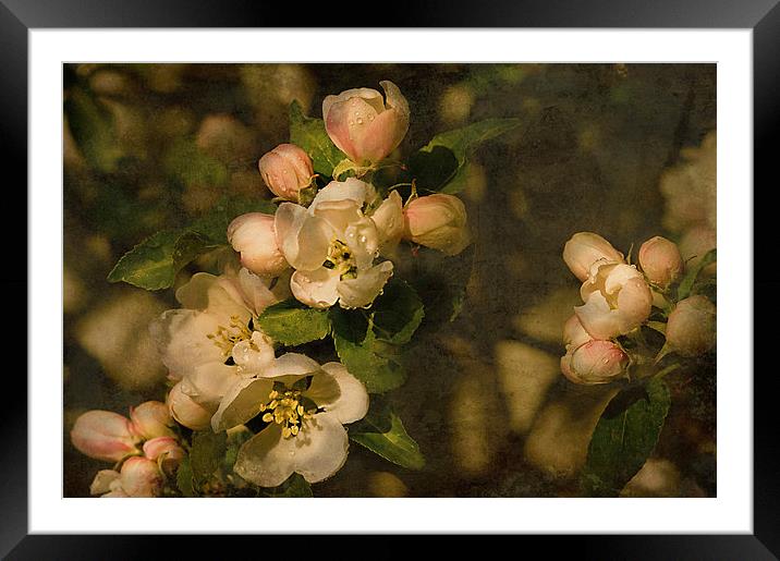 Old fashioned Apple Blossom  Framed Mounted Print by Jacqi Elmslie