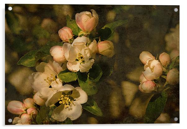 Old fashioned Apple Blossom  Acrylic by Jacqi Elmslie