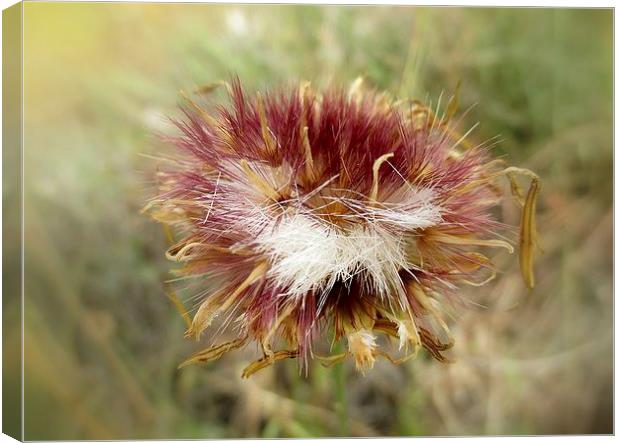  Star Thistle Canvas Print by Valerie Anne Kelly