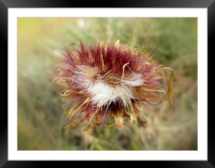  Star Thistle Framed Mounted Print by Valerie Anne Kelly