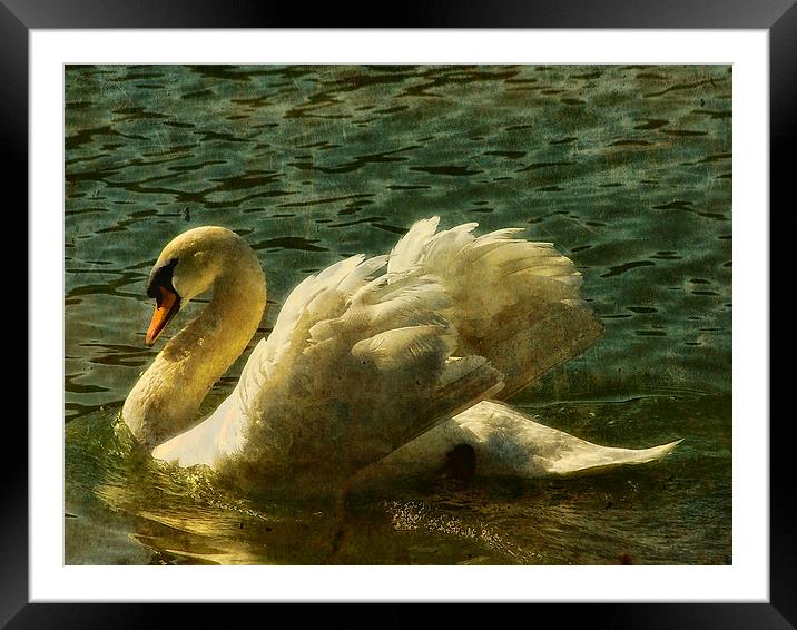 Swan at Stover Lake Framed Mounted Print by Jay Lethbridge