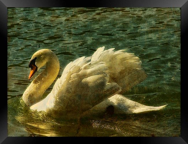 Swan at Stover Lake Framed Print by Jay Lethbridge