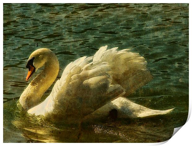 Swan at Stover Lake Print by Jay Lethbridge