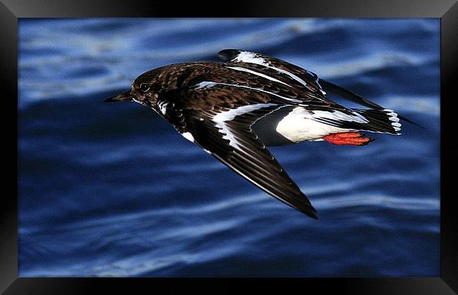 Flight Of The Turnstone Framed Print by Trevor White