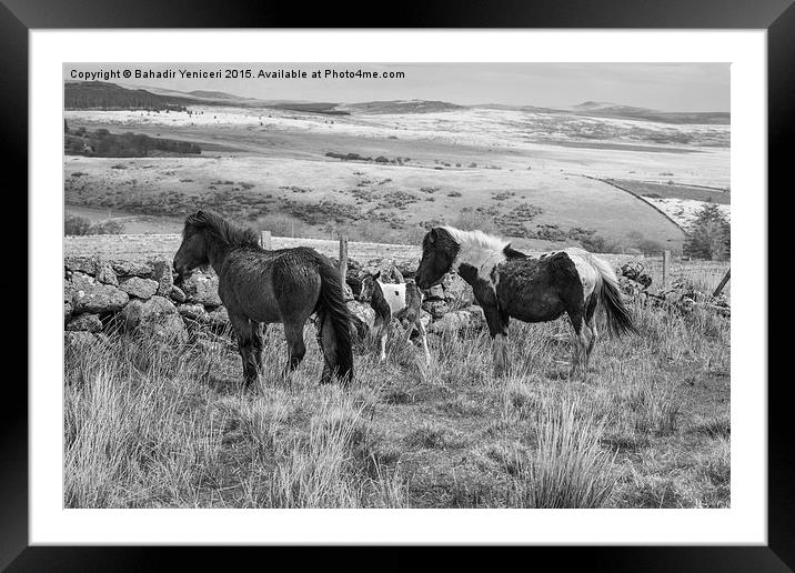 Wild Dartmoor Ponies Framed Mounted Print by Bahadir Yeniceri