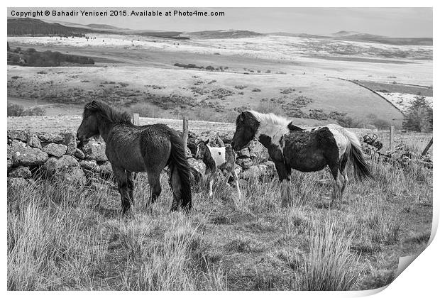 Wild Dartmoor Ponies Print by Bahadir Yeniceri
