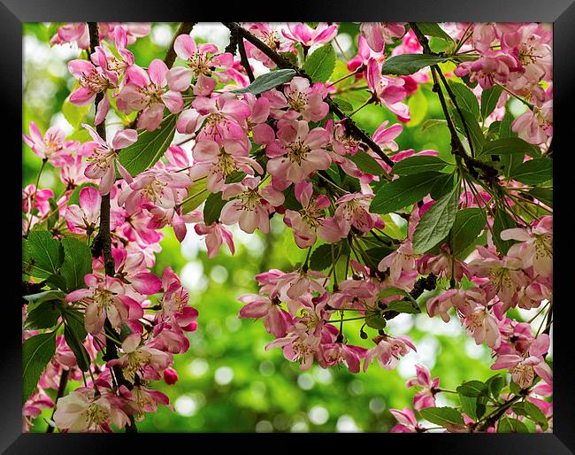 Cherry Blossom Framed Print by Victor Burnside