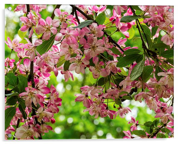 Cherry Blossom Acrylic by Victor Burnside