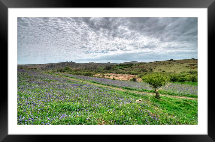  Bluebells at Holwell Lawn on Dartmoor Framed Mounted Print by Rosie Spooner