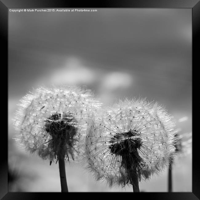 Two Black White Dandelion Blow Balls Framed Print by Mark Purches