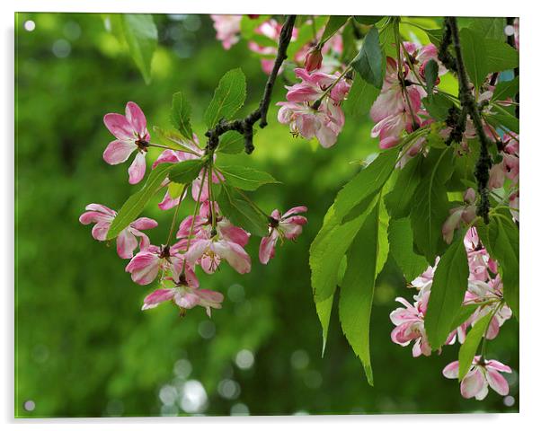 Cherry Blossom Acrylic by Victor Burnside