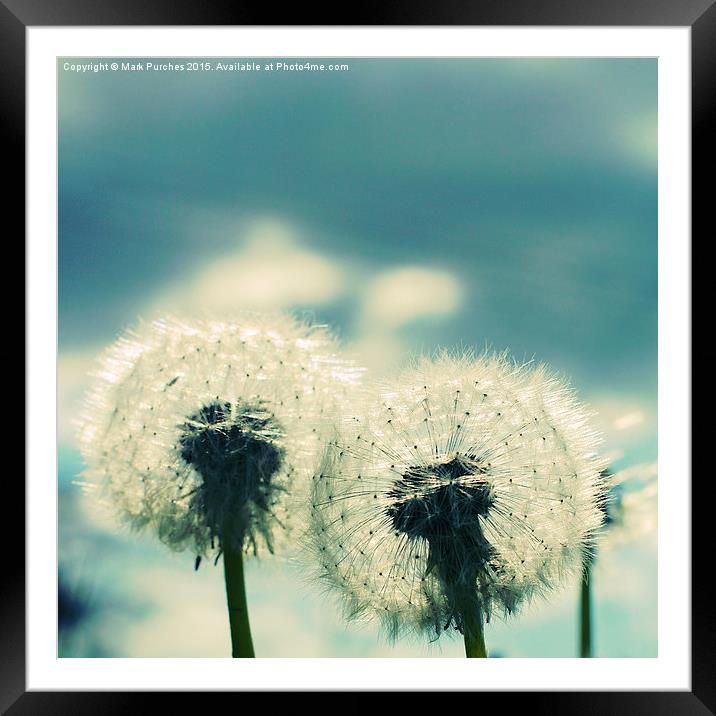 Two Dandelion Blow Balls Instagram Framed Mounted Print by Mark Purches