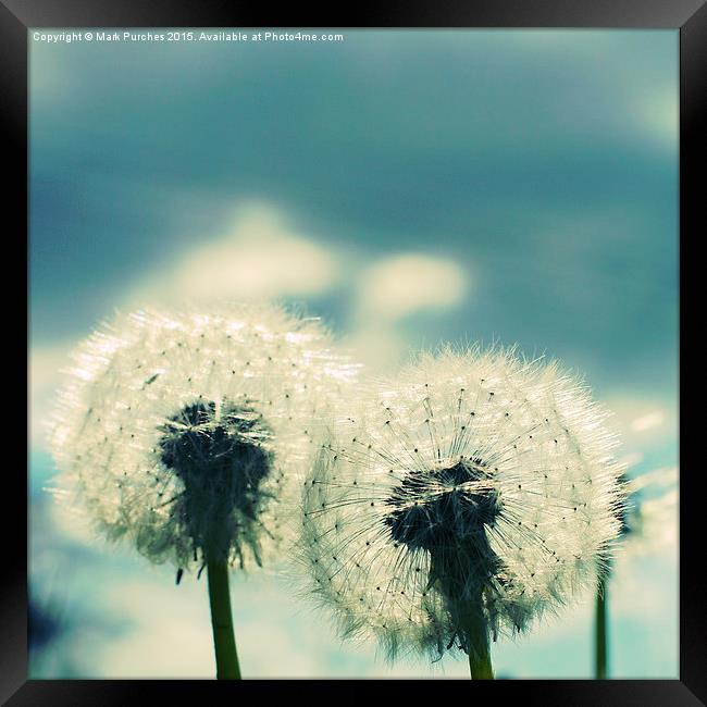 Two Dandelion Blow Balls Instagram Framed Print by Mark Purches