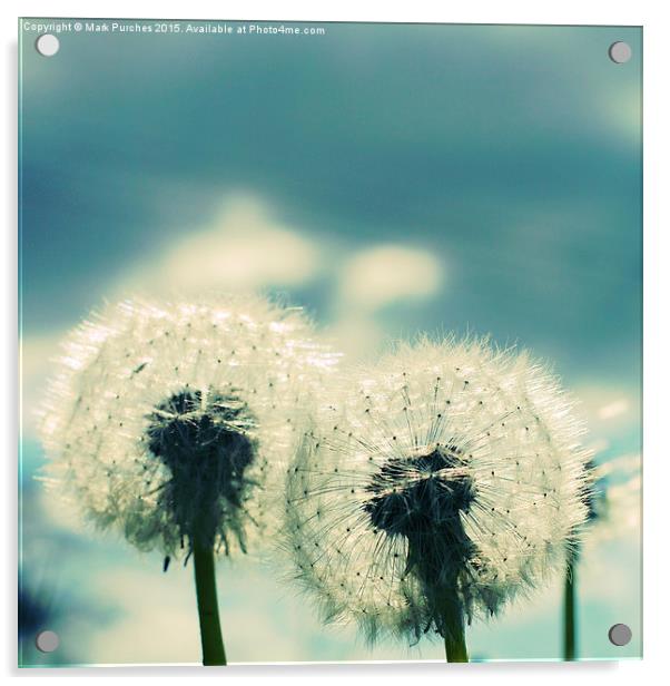 Two Dandelion Blow Balls Instagram Acrylic by Mark Purches