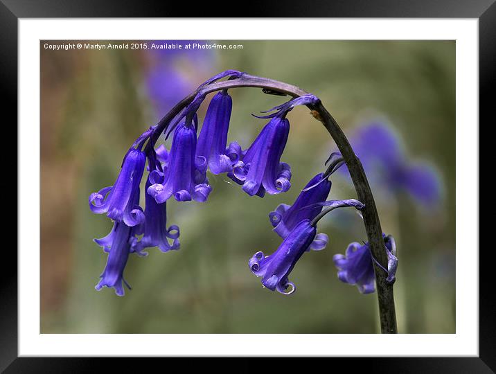 English Common Bluebell Hyacinthoides non-scripta Framed Mounted Print by Martyn Arnold