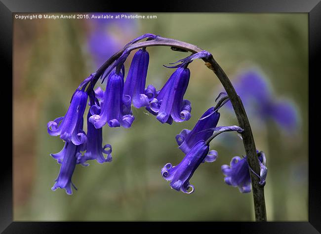 English Common Bluebell Hyacinthoides non-scripta Framed Print by Martyn Arnold