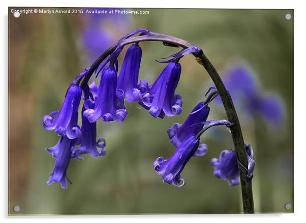 English Common Bluebell Hyacinthoides non-scripta Acrylic by Martyn Arnold