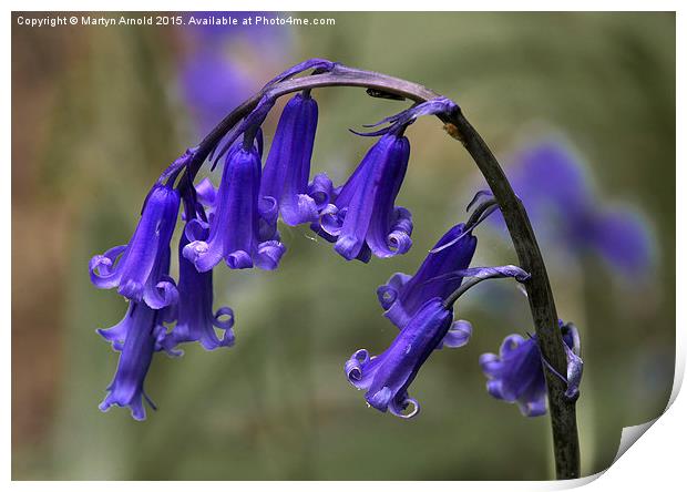 English Common Bluebell Hyacinthoides non-scripta Print by Martyn Arnold