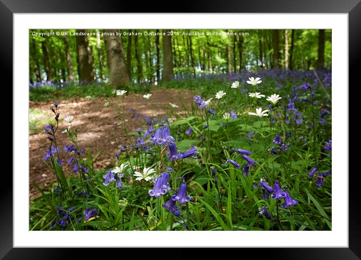  Bluebell Woods Framed Mounted Print by Graham Custance