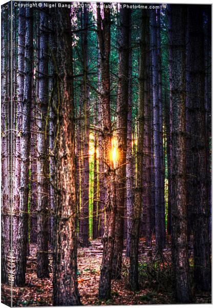  A Light in the Trees Canvas Print by Nigel Bangert