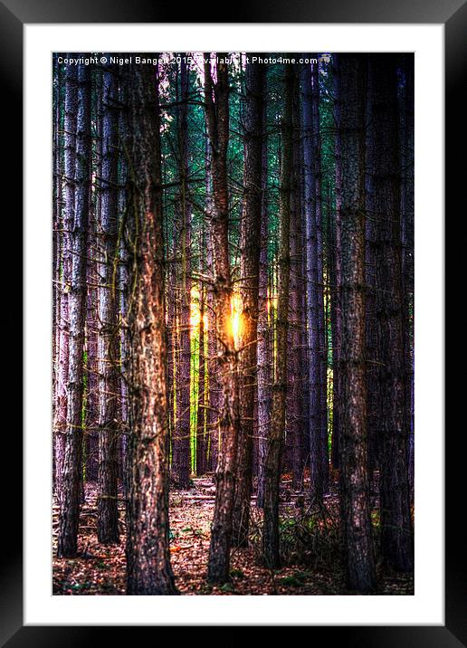  A Light in the Trees Framed Mounted Print by Nigel Bangert