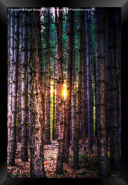  A Light in the Trees Framed Print by Nigel Bangert