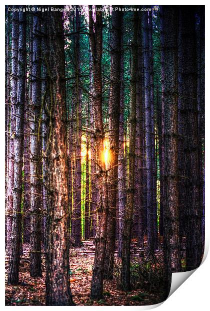  A Light in the Trees Print by Nigel Bangert