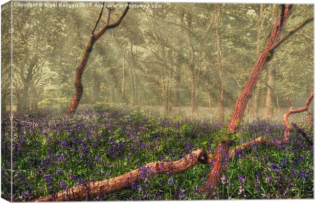  Bluebell Woods Canvas Print by Nigel Bangert