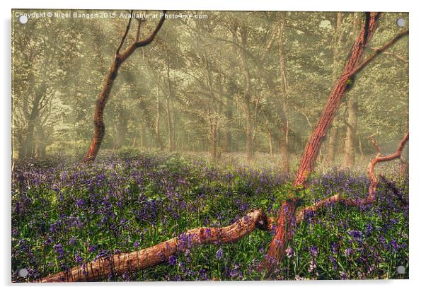  Bluebell Woods Acrylic by Nigel Bangert