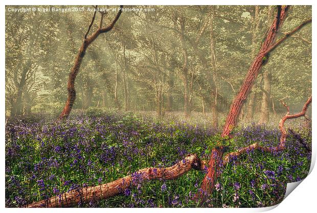  Bluebell Woods Print by Nigel Bangert
