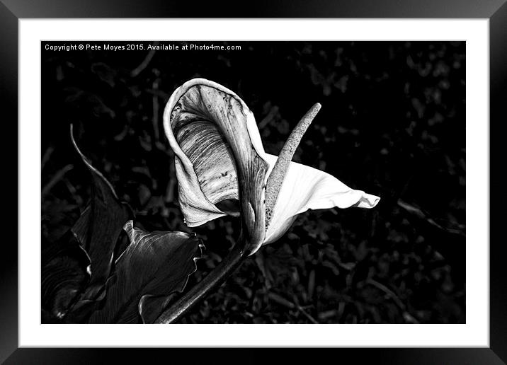 Lilly in Black & White  Framed Mounted Print by Pete Moyes