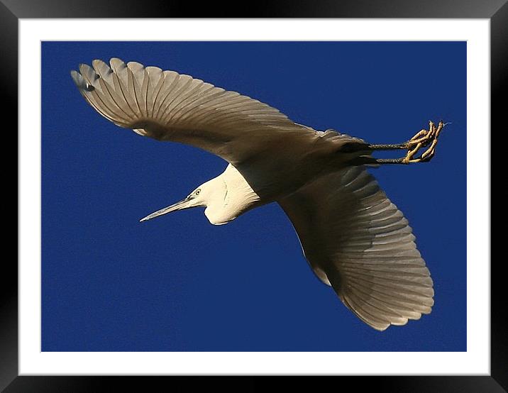 Flight Of The Little Egret Framed Mounted Print by Trevor White